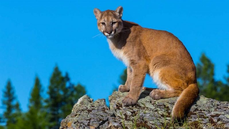 First Friday Lecture At Fresno Flats: Mountain Lion