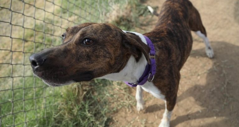 Help Clear The Shelters This Saturday With $25 Adoptions