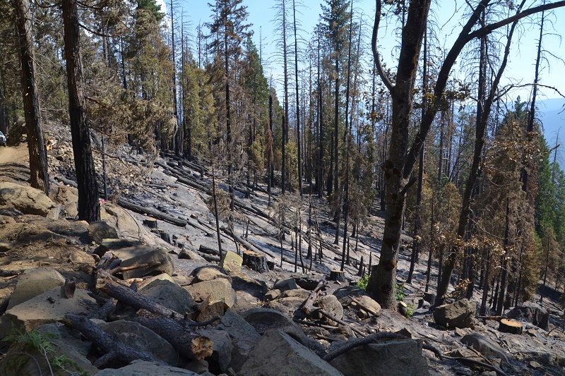 Sierra National Forest Declares The Ferguson Fire Out Sierra News Online