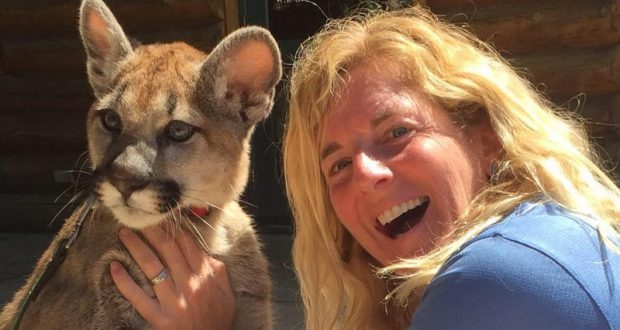 Mountain Lion In The City Is Focus Of Next Audubon Program