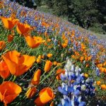 Native Plant And Wildflower Seed Sale