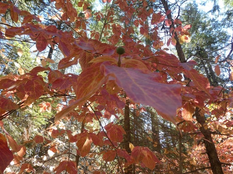 Leaf Peeping With Mom Around Nelder Grove