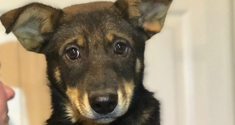 ACT Dog Of The Week: Gentle Jess