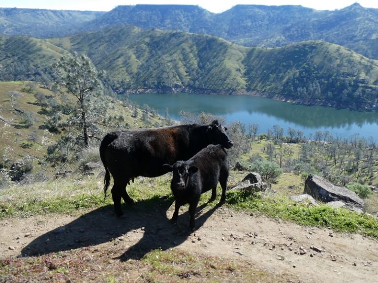 Hiking From Sky Harbor Along Millerton Lake With The Cows