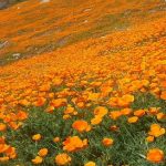Rescheduled: New Date TBD Springtime At The Ranch Wildflower Walk
