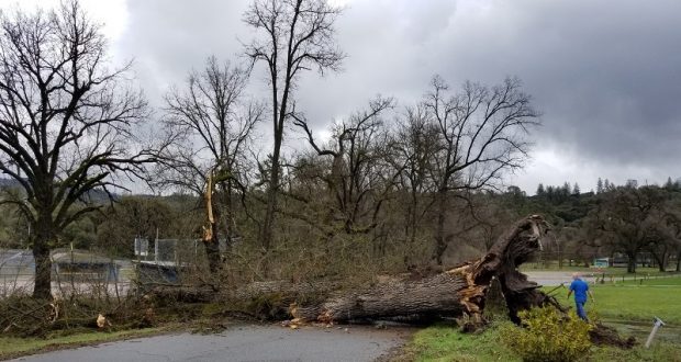 Image of a tree fallen in the road after a storm.