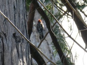 sap sucker