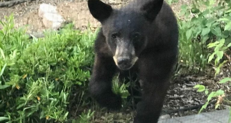 Hey, There’s A Bear In The Garden