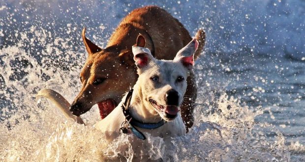 Dogs playing in water.