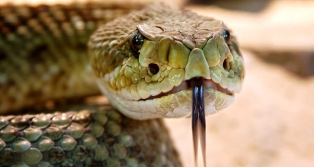 Close up of rattlesnake face.