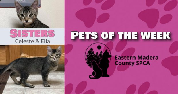 Pets of the week. Celeste and Ella.