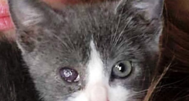 kitten with eye damage