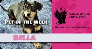 Bella the Chiweenie Dog