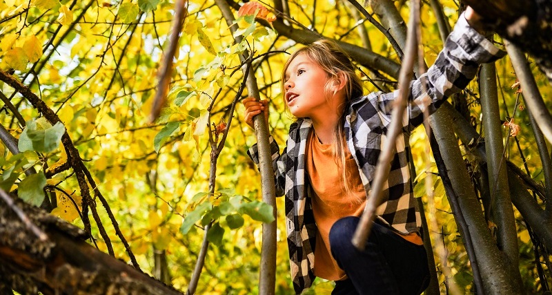 The only way to pick an apple: from 15 feet up in the air