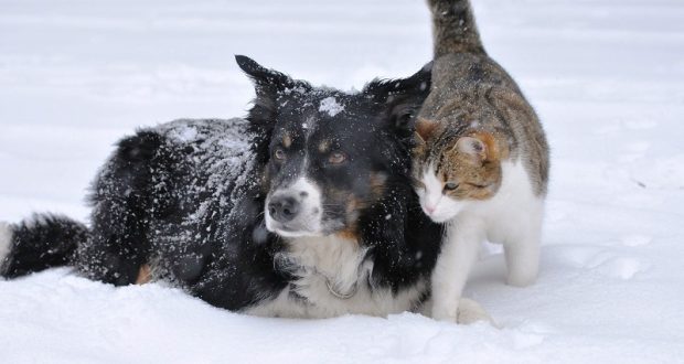 Picture of a dog and a cat in the snow