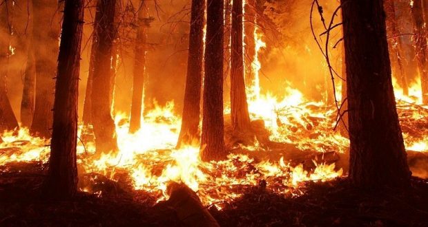 Picture of forest fire