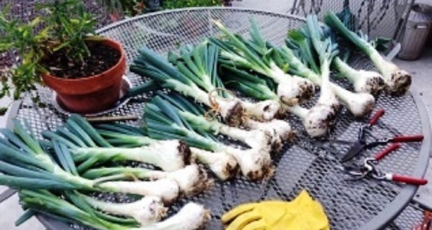 Picture of leeks on a table