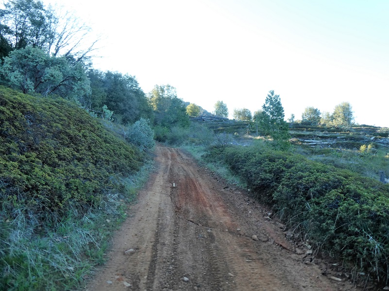 Walking up a Dirt Road: Worman's Mill to O'Neals Meadow | Sierra 