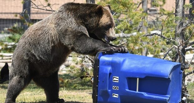 Picture of a grizzly bear attacking a trash can.