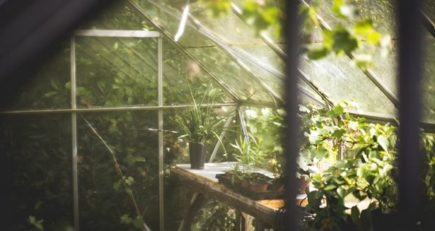 Picture of plants in a greenhouse.