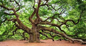 Picture of an oak tree.