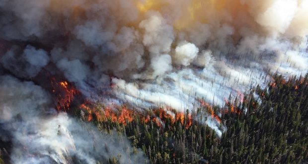 Image of a forest fire.