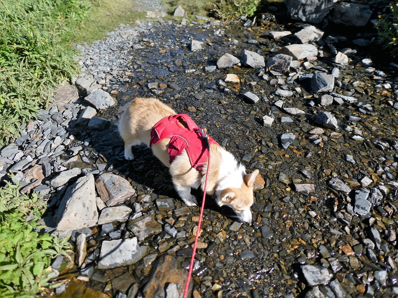 What the Best Dressed Corgi Wears When She Hikes Sierra News Online