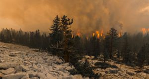 Image of the Blue Jay Fire off of Tioga Road.
