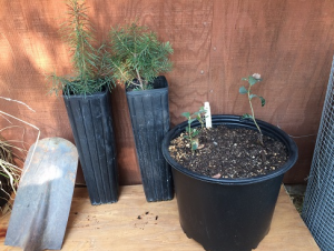 Image of Douglas fir seedlings.