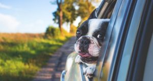 Image of a dog with his head the side window of a car.