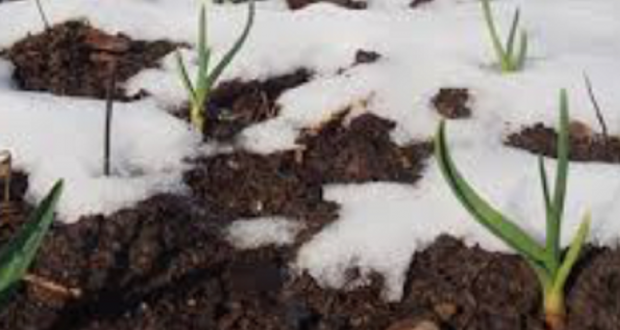 Image of plant seedlings emerging from the snow.