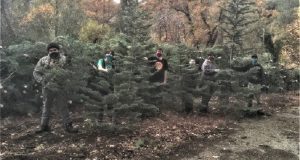 Image of the North Fork Scouts working at their Christmas tree sale.