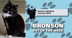 Image of Bronson the Cat, pet of the week.