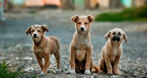 Image of three dogs looking at the camera.