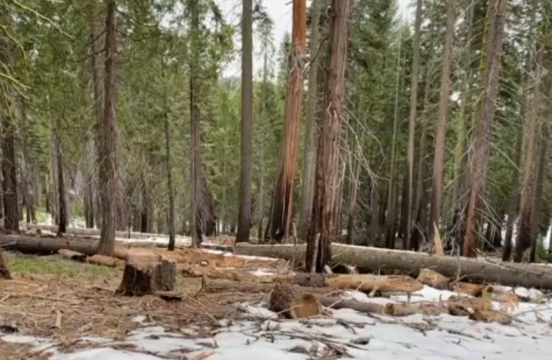 Crane Flat Yosemite Courtesy of NPS Sierra News Online