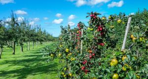 Image of an apple orchard.