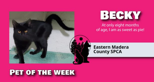 Image of Becky, pet of the week.