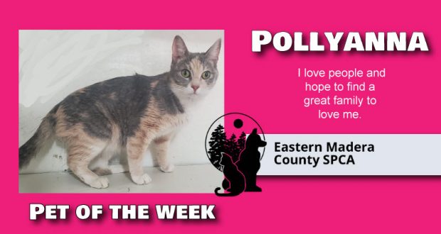 Image of Pollyanna, pet of the week.