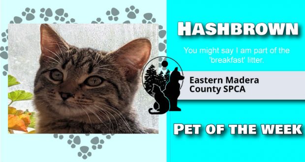 Image of Hashbrown, pet of the week.