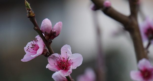 Image of a peach blossom.