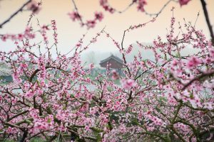 Image of peach blossoms. 