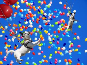 Image of dogs playing with balloons. 