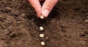 Image of a seeds being planted.