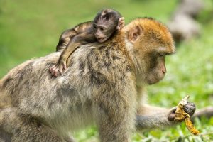 Image of Barbary Macaques Monkeys. 