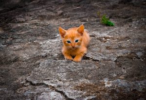 Image of a kitten. 