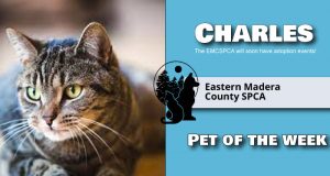 Image of pet of the week, Charles the cat.