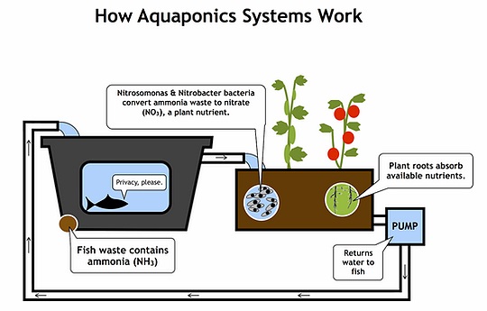 Diagram of an aquaponic system.
