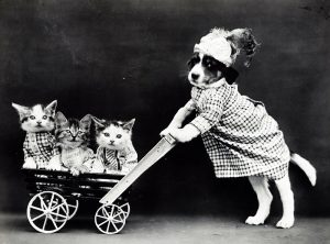 Black and white image of a dog pushing a shopping cart full of kittens. 