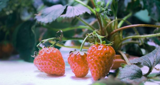 Image of hydroponically grown strawberries.