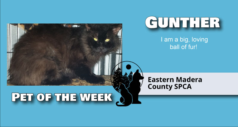 Image of Gunther the Cat.